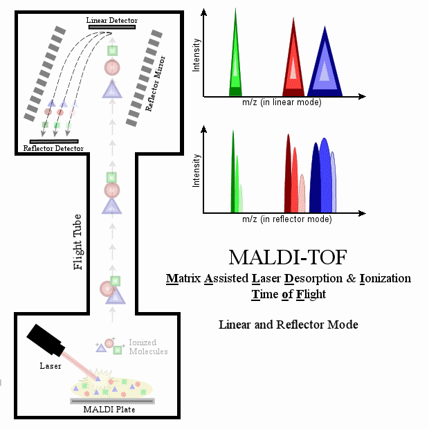 MALDI animation